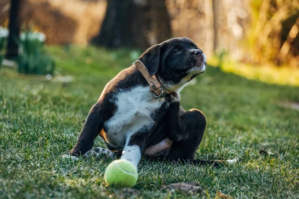 Pies Bawiący Się Piłką Trawie — Zdjęcie stockowe