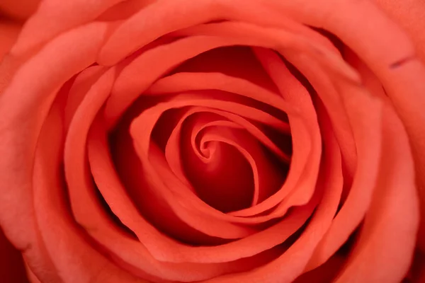 Közelkép Gyönyörű Rózsa — Stock Fotó
