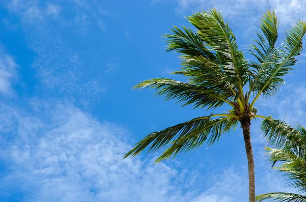 Palm Tree Blue Sky Background — Stock Photo, Image