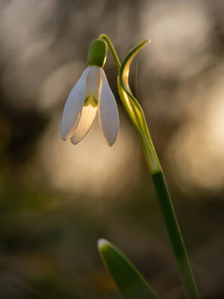 Bela Flor Primavera Floresta — Fotografia de Stock