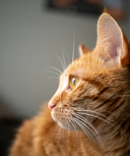 Червоний Кіт Красивими Очима — стокове фото