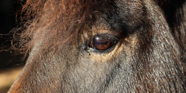 Close Van Een Bruin Paard — Stockfoto