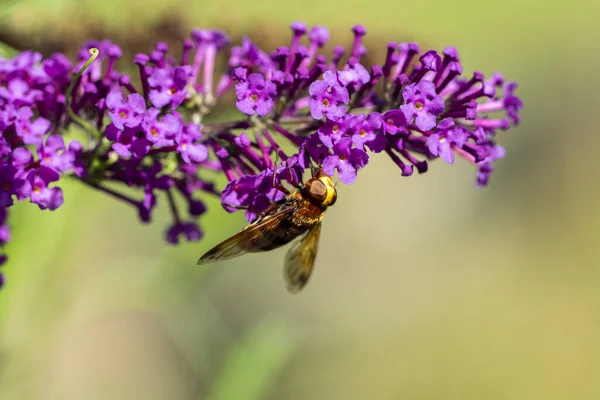 蜜蜂在紫色的花朵上 — 图库照片