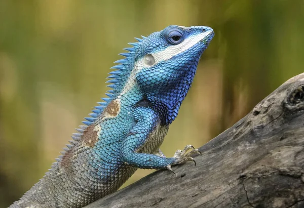 Primer Plano Lagarto Zoológico —  Fotos de Stock