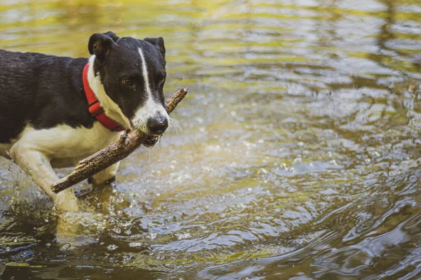 Hond Het Water — Stockfoto