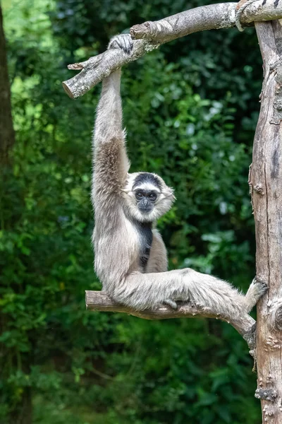 Hayvanat Bahçesinde Bir Lemuru Takip Eden Yüzük — Stok fotoğraf