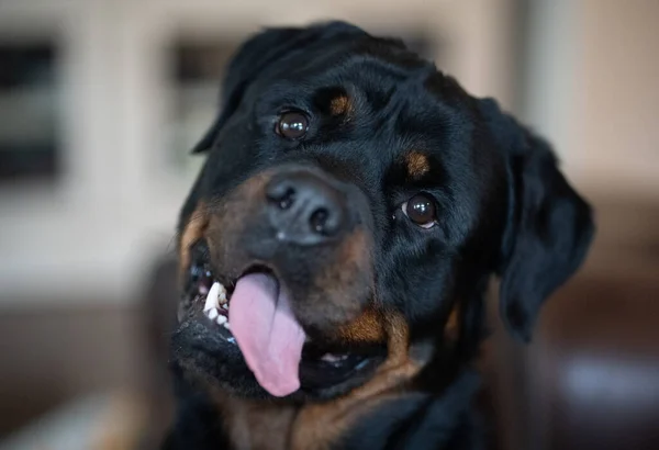 Retrato Preto Branco Cão — Fotografia de Stock