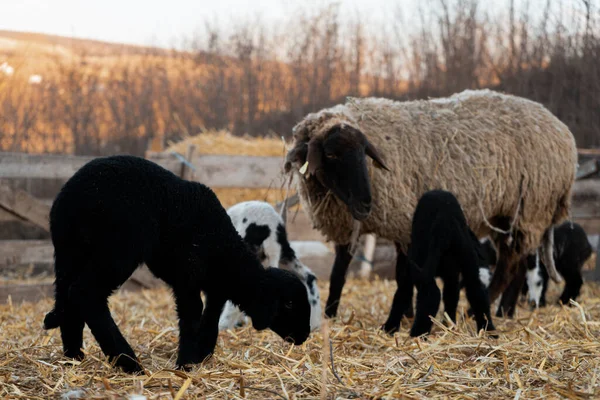 Πρόβατα Στο Βοσκότοπο — Φωτογραφία Αρχείου