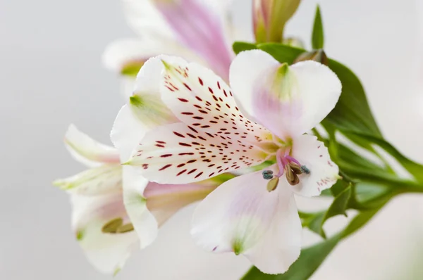 Bela Flor Orquídea Rosa Fundo Branco — Fotografia de Stock