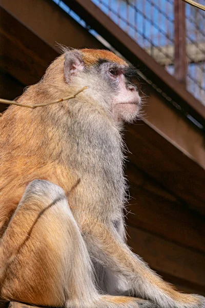 Close Macaco Bonito — Fotografia de Stock