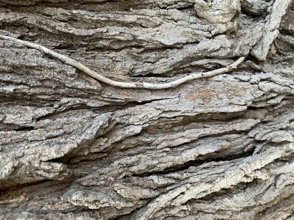 Textura Uma Casca Árvore — Fotografia de Stock