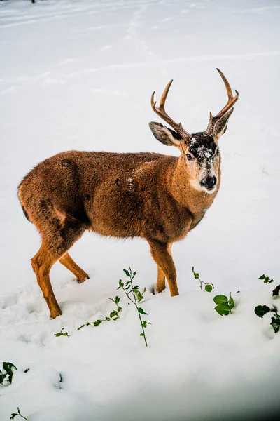 Cerf Dans Neige — Photo