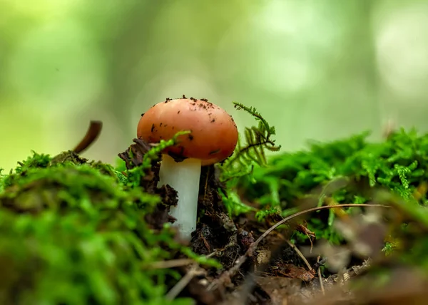 Fly Agaric Mushroom Forest — Stock Photo, Image