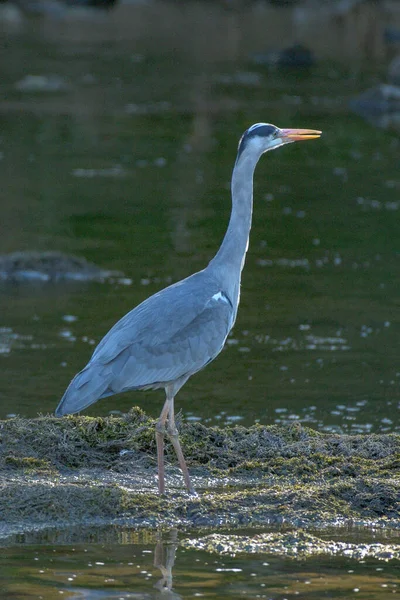 Stor Egret Vattnet — Stockfoto