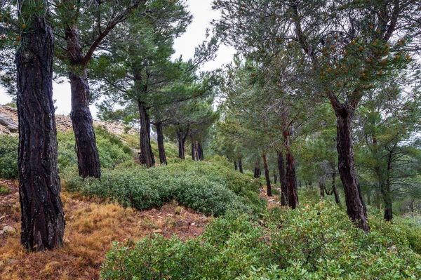 Doğanın Güzel Manzarası — Stok fotoğraf