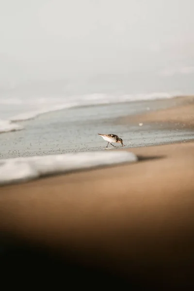 Eine Möwe Strand — Stockfoto