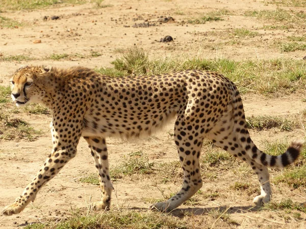 Guépard Dans Savane Kenya — Photo