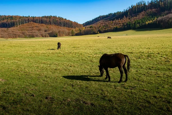 Hermosa Vista Naturaleza —  Fotos de Stock