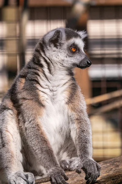 Ring Staart Lemur Dierentuin — Stockfoto