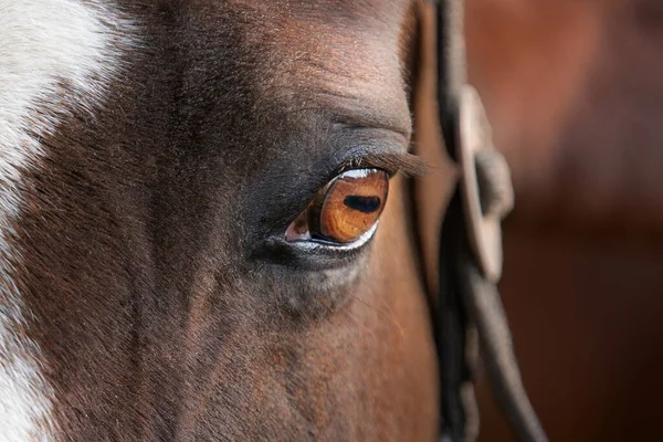 Retrato Belo Cavalo Marrom — Fotografia de Stock
