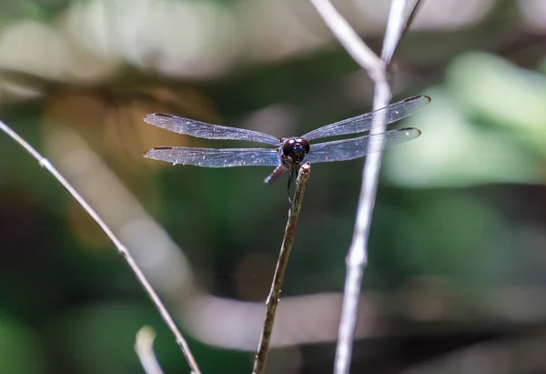 Dragonfly Leaf River — ストック写真