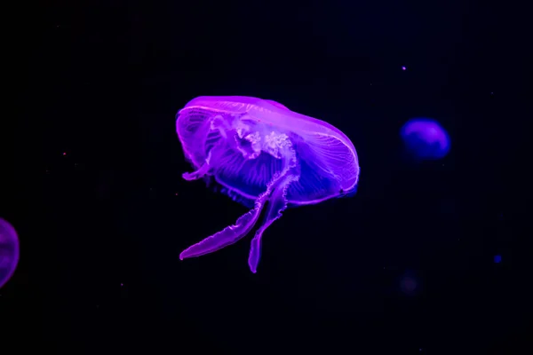 水族馆里的水母 — 图库照片