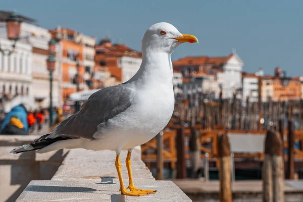 Gabbiano Sul Tetto Della Venezia Italia — Foto Stock