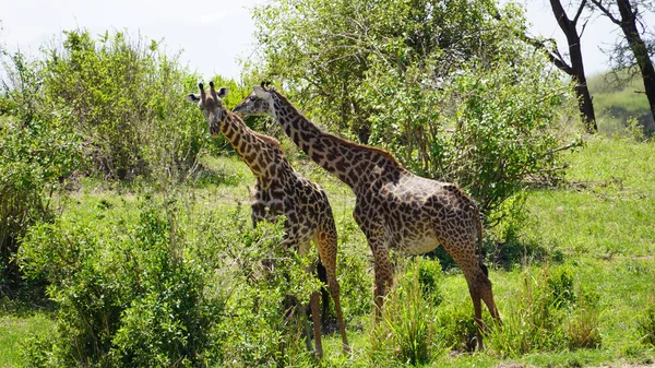 Giraffa Nella Savana Kenya — Foto Stock