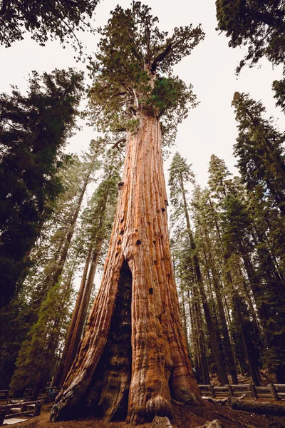 Sequoia Parque Nacional Califórnia Eua — Fotografia de Stock