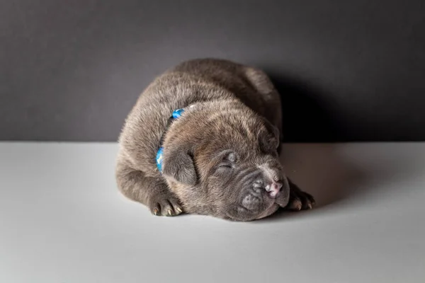 Carino Piccolo Cane Cucciolo Sfondo Grigio — Foto Stock