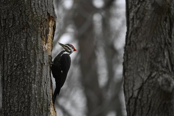 Bird Sitting Tree Branch — Stock Photo, Image