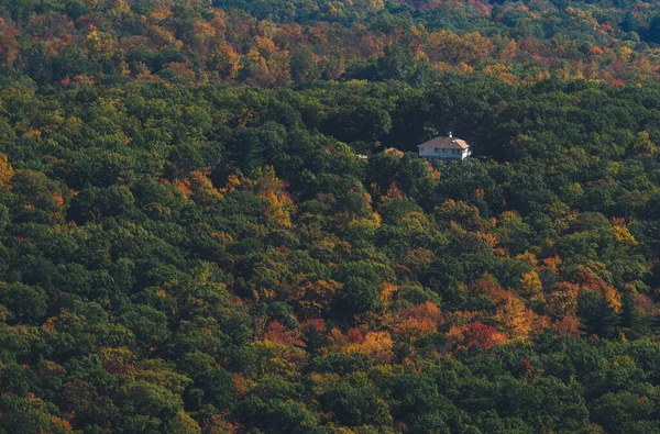 Beau Paysage Automne Avec Arbres Forêt — Photo