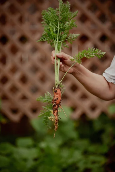 Woman Holding Bunch Fresh Green Leaves — Stock Photo, Image