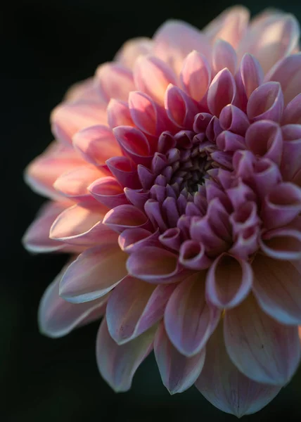 Hermosa Flor Gerberas Jardín — Foto de Stock