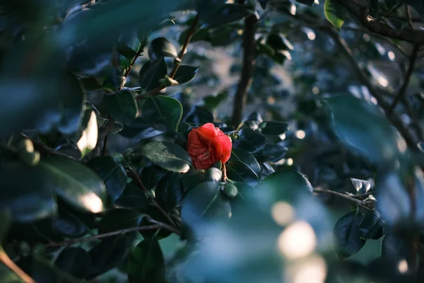 Κόκκινα Τριαντάφυλλα Φύλλα Στο Πάρκο Του Καλοκαιριού — Φωτογραφία Αρχείου