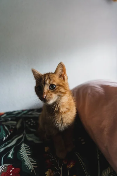 Kot Pokoju — Zdjęcie stockowe