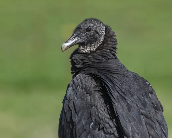 Black Crowned Bird Close — стоковое фото