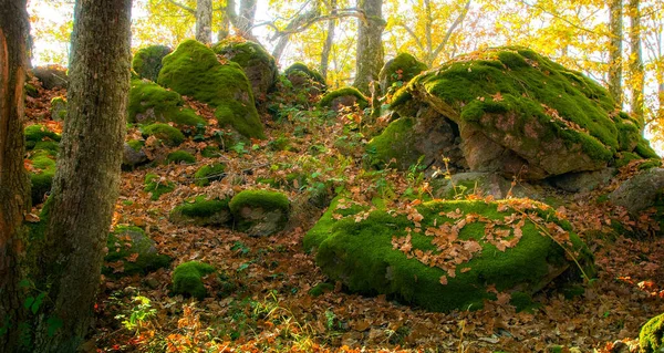 Hermoso Bosque Otoño Con Musgo Árboles —  Fotos de Stock