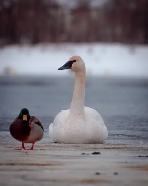 Belos Cisnes Brancos Lago — Fotografia de Stock