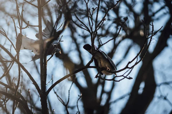 Pássaro Galho Uma Árvore Floresta — Fotografia de Stock