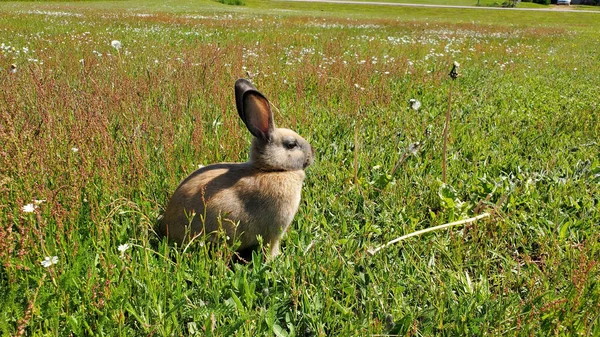 Ein Kleines Kaninchen Gras — Stockfoto