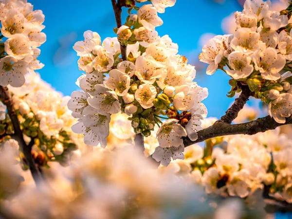 Mooie Lentebloemen Aan Boom — Stockfoto