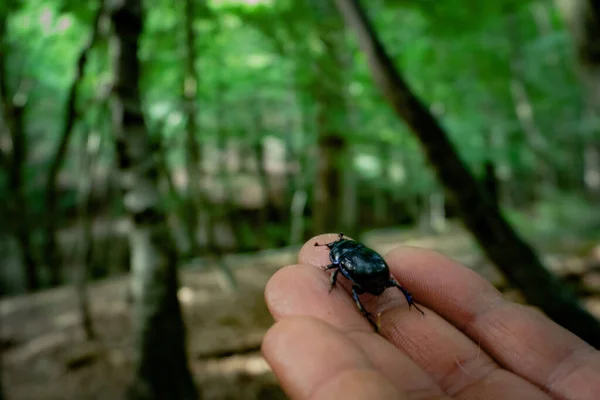 Fechar Uma Mão Segurando Bug — Fotografia de Stock