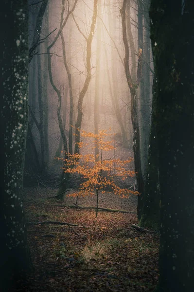 Autumn Forest Fog Trees — Stock Photo, Image