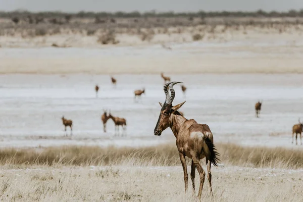 Una Mandria Animali Selvatici Nel Parco Nazionale Etosha Namibia — Foto Stock