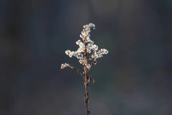 Planta Congelada Bosque — Foto de Stock