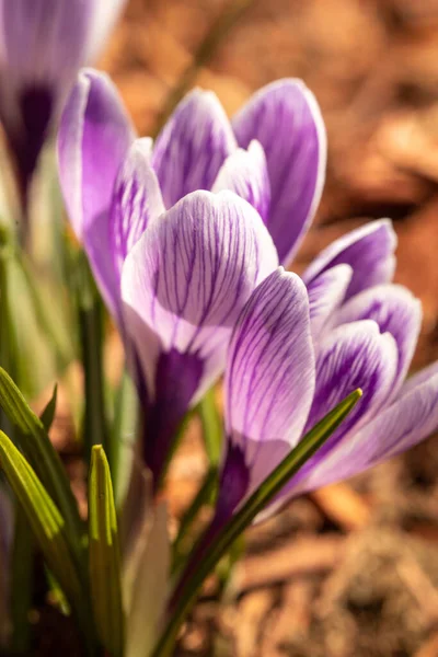 Purpurowe Krokus Kwiaty Ogrodzie — Zdjęcie stockowe