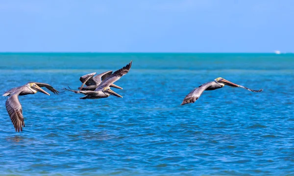 Чайки Летающие Небе — стоковое фото