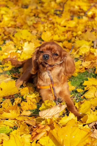 Cão Floresta Outono — Fotografia de Stock