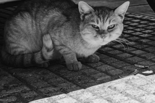 Pisica Alb Negru — Fotografie, imagine de stoc